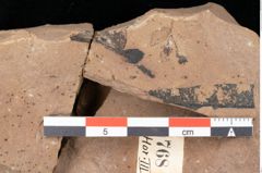 Foto (Detailsansicht) von Quercus palaeoilex Ettingshausen (NHMW-GEO-2024-0188-0768)